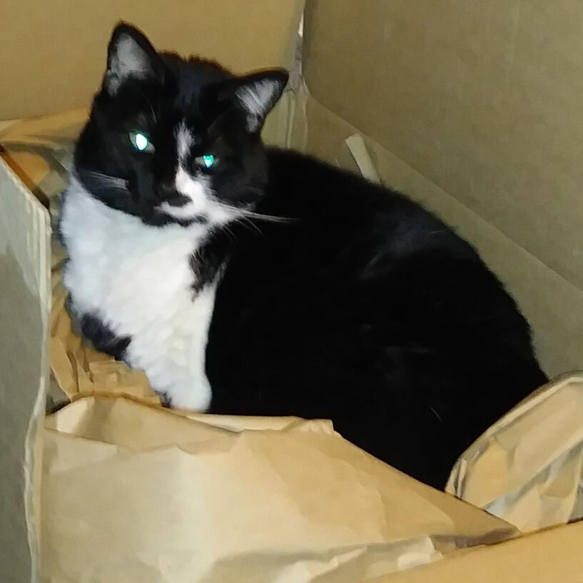 My box Moo