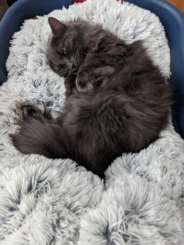 Being adorable Mokey